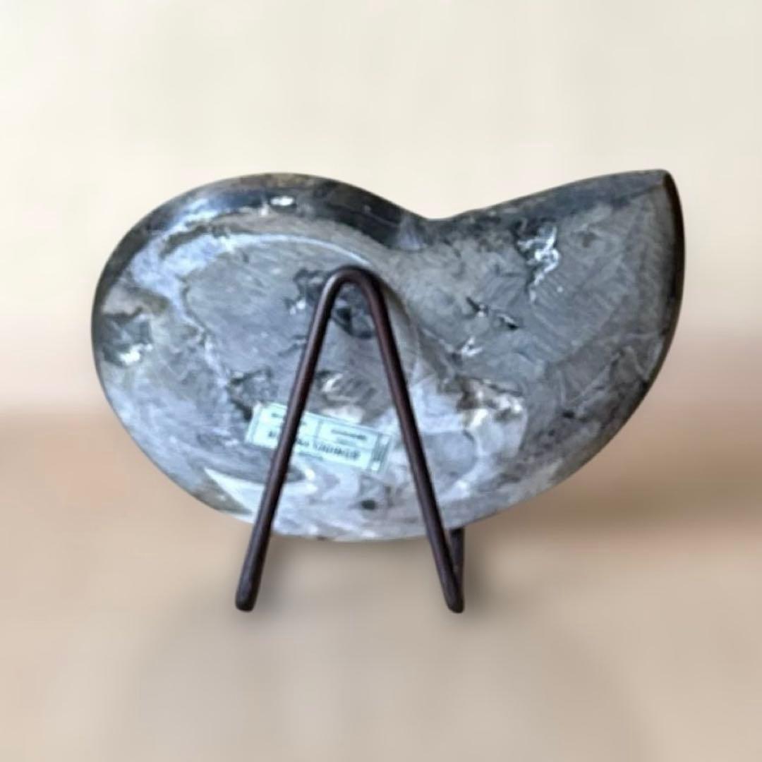 ゴニオクリメニアの化石 アンモナイト モロッコ産 化石 デボン紀 大きめサイズ