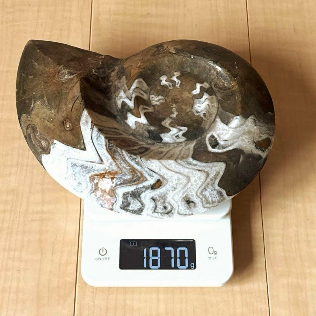 ゴニオクリメニアの化石 アンモナイト モロッコ産 化石 デボン紀 大きめサイズ