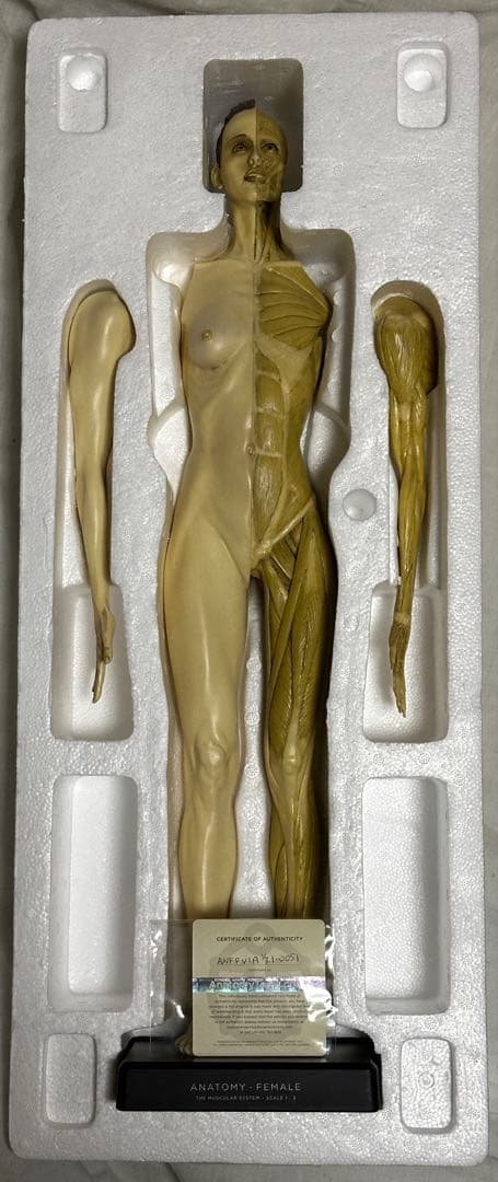 Anatomy Tools ANATOMY 男性 女性 人体模型 アナトミー