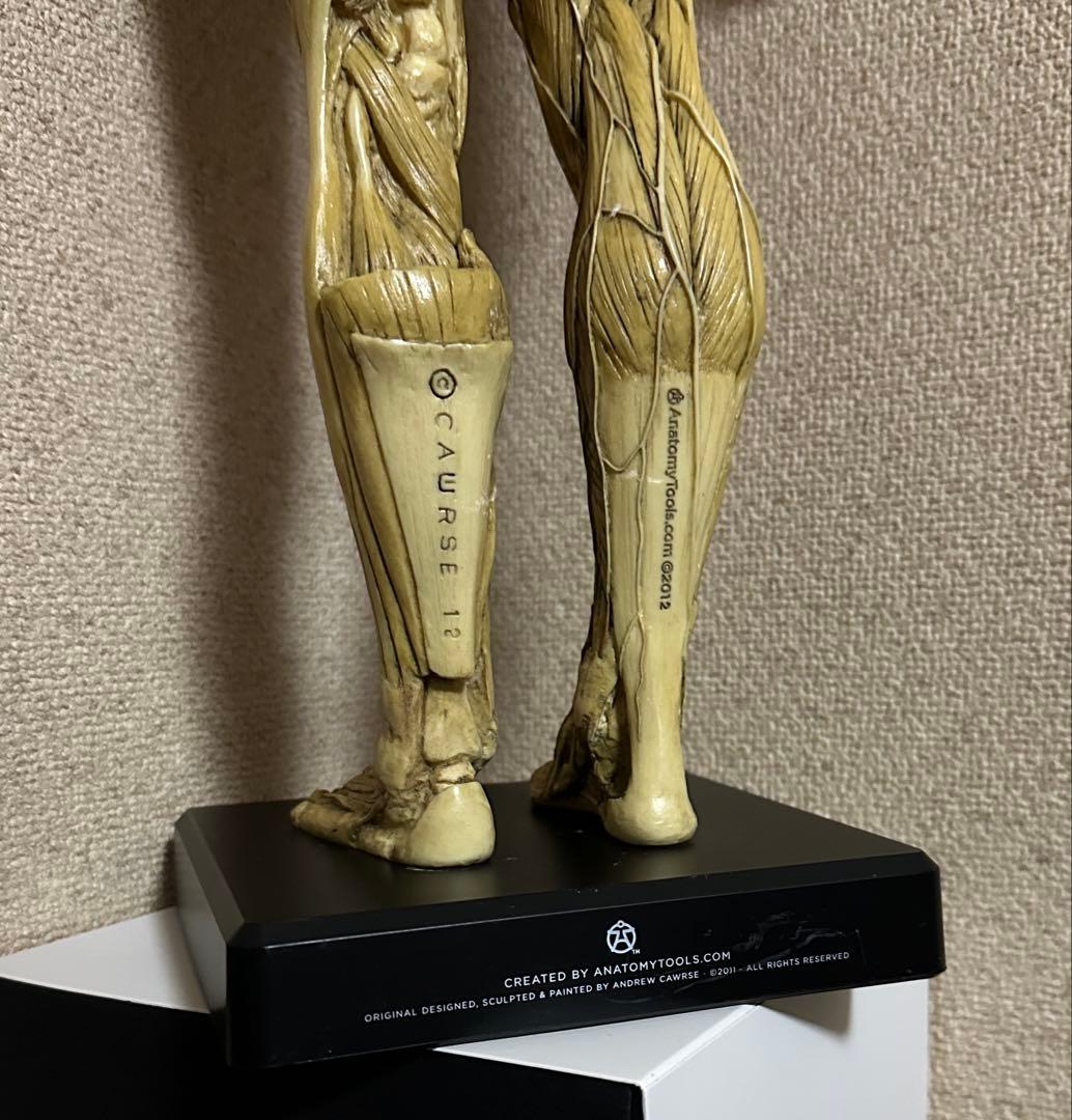 Anatomy Tools ANATOMY 男性 女性 人体模型 アナトミー