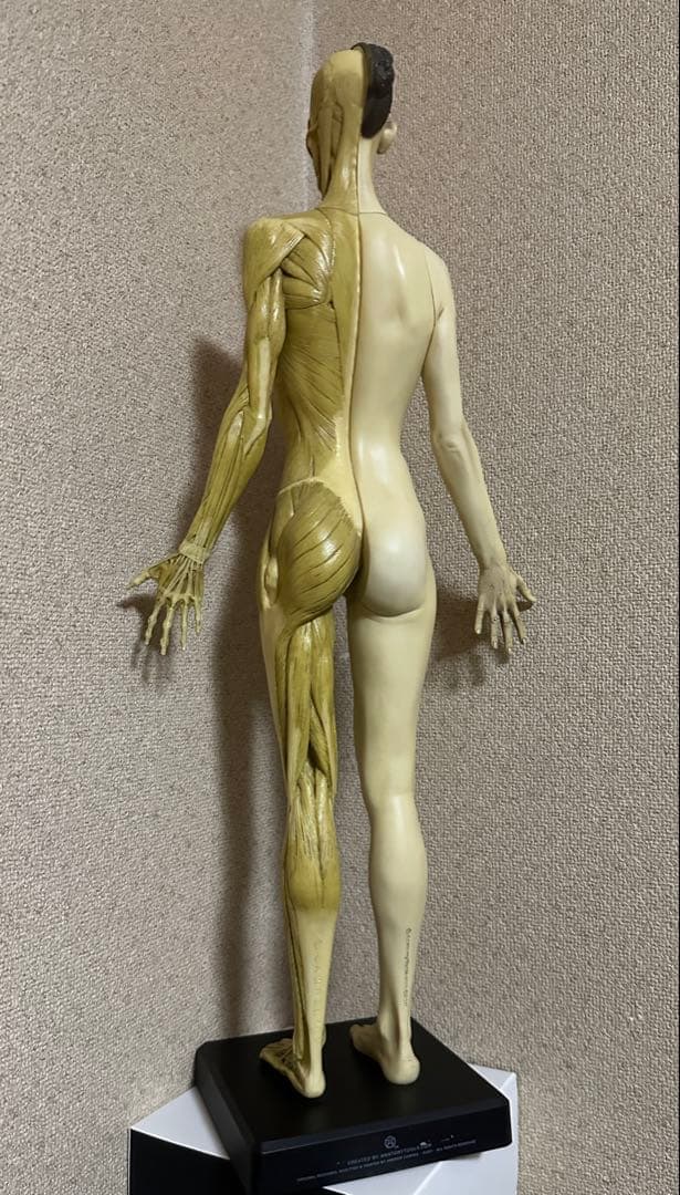 Anatomy Tools ANATOMY 男性 女性 人体模型 アナトミー
