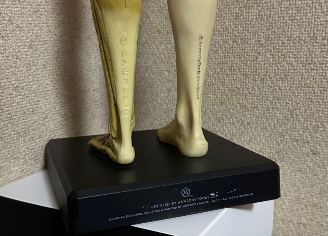 Anatomy Tools ANATOMY 男性 女性 人体模型 アナトミー