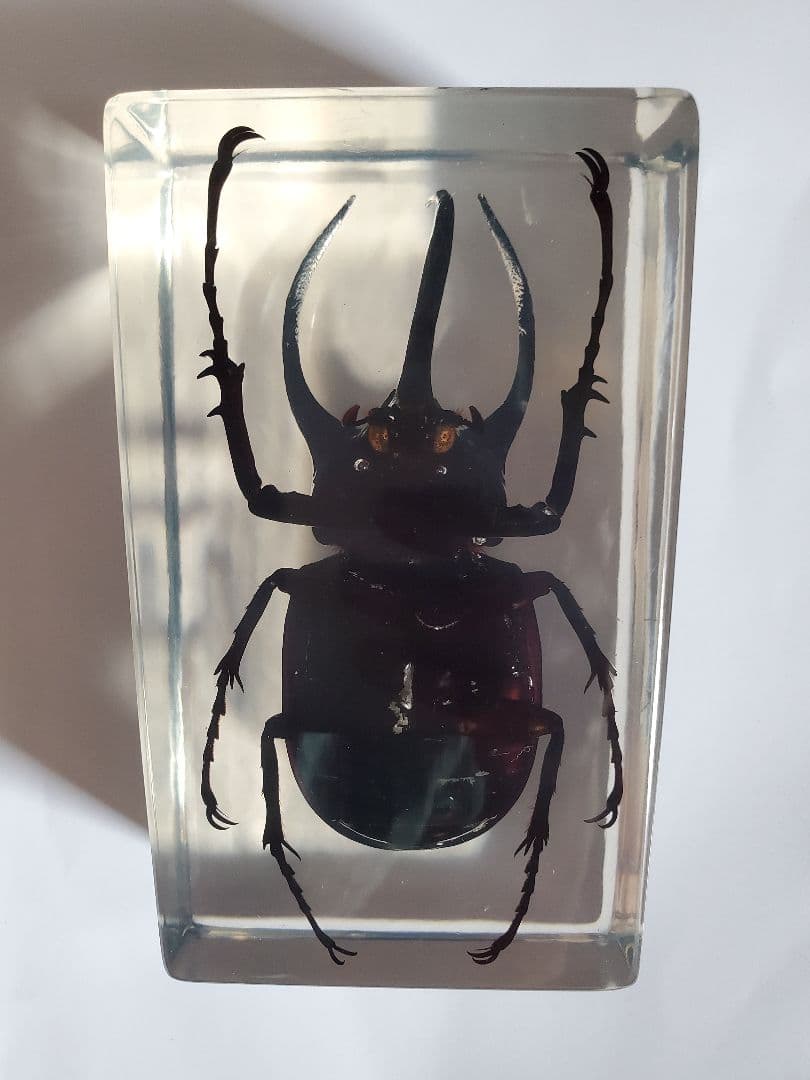 コーカサスオオカブト　ウェイト