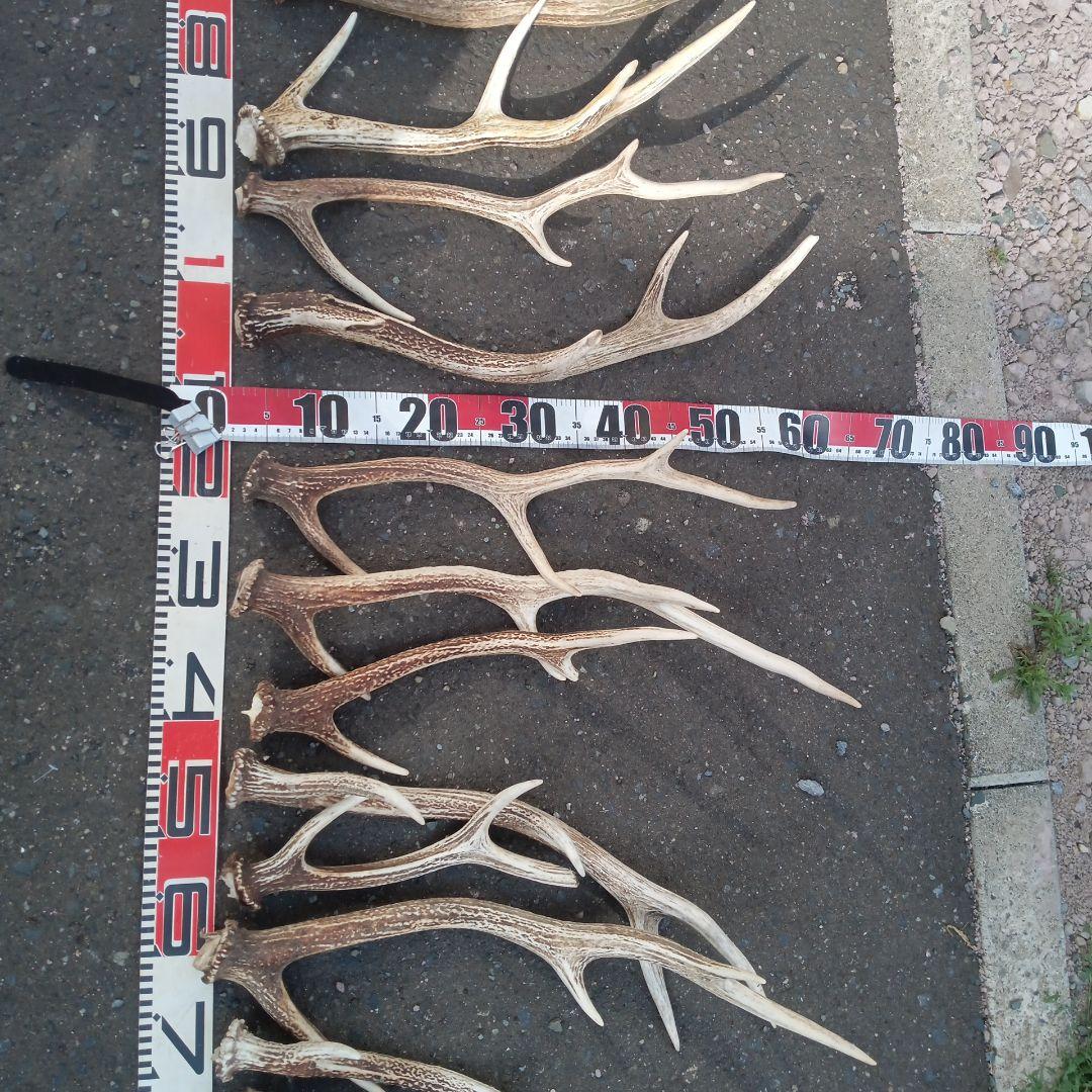 ク*ト様 天然鹿の角 犬用おもちゃ 工芸品などに　２番