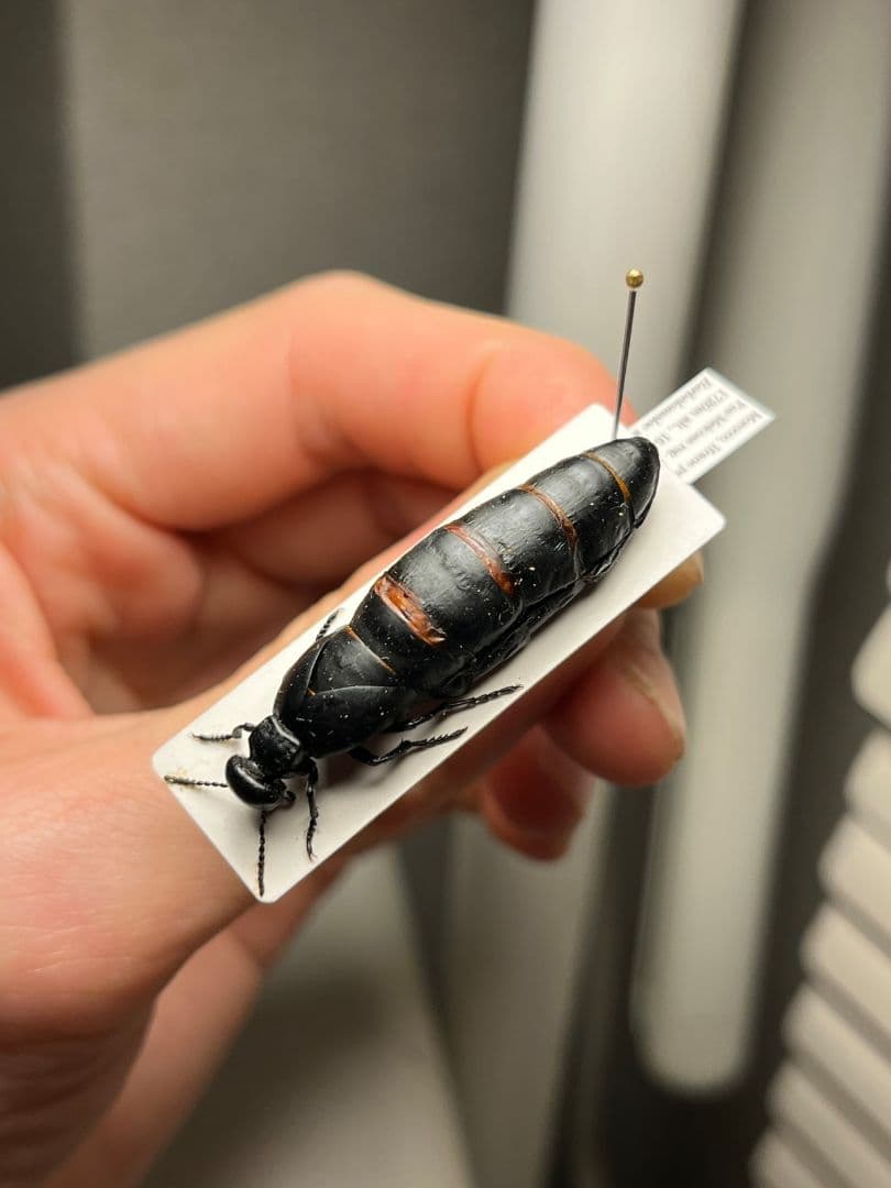 【36mm】ツチハンミョウ モロッコ産 オサムシマイマイカブリ 昆虫標本