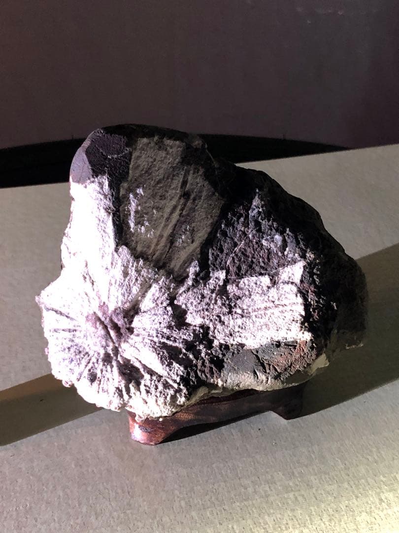 菊花石　自然石 コレクション 木製台座付き