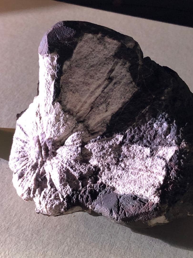 菊花石　自然石 コレクション 木製台座付き