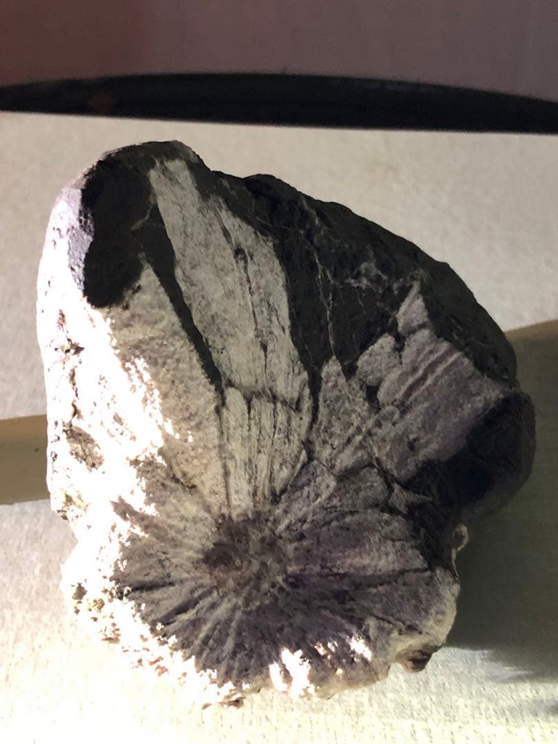 菊花石　自然石 コレクション 木製台座付き