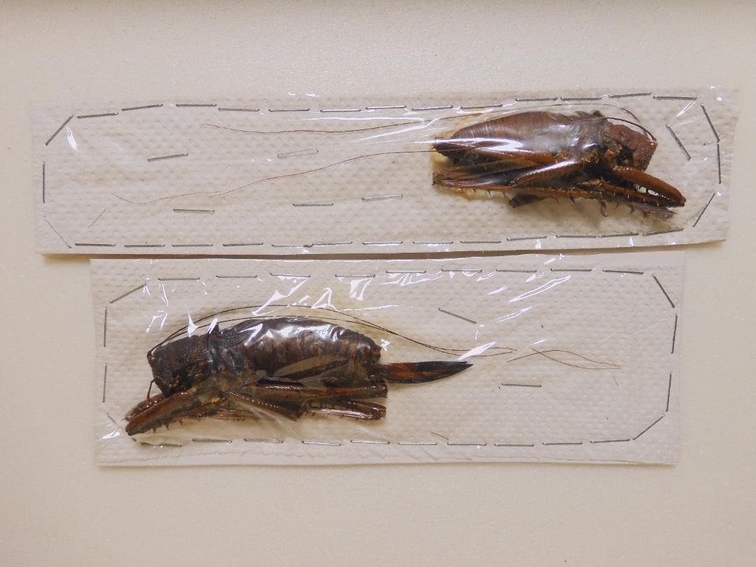 ペルー産　巨大コロギス　ペア　60-98mm