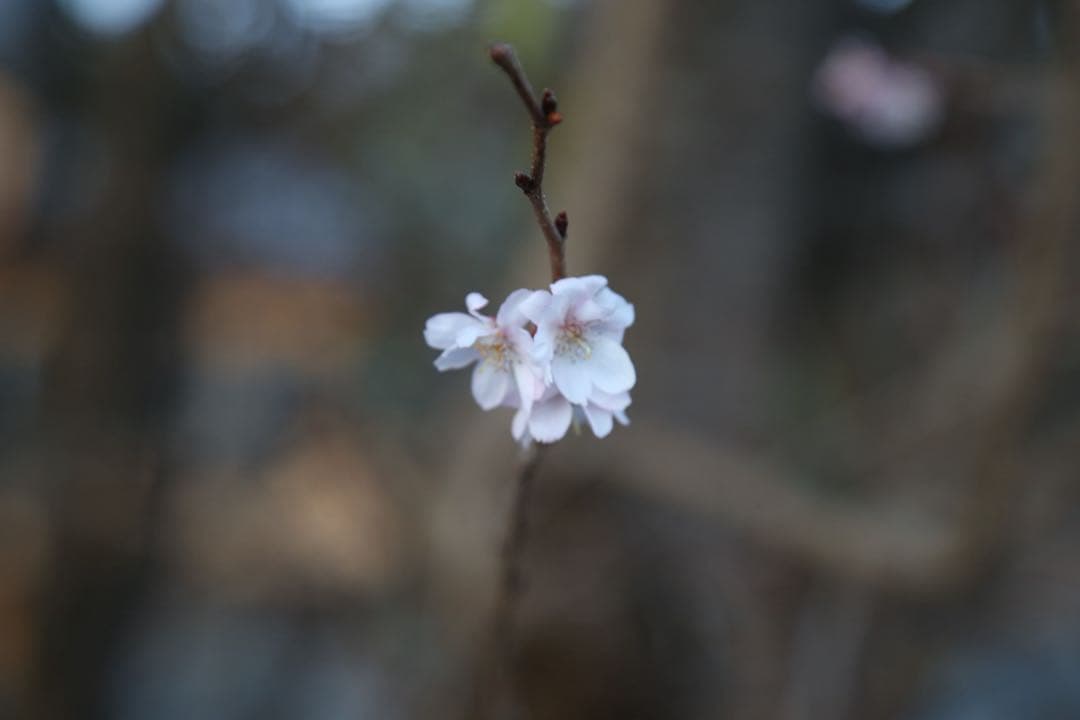 Canon EOS-1D X 28-80mmレンズセット