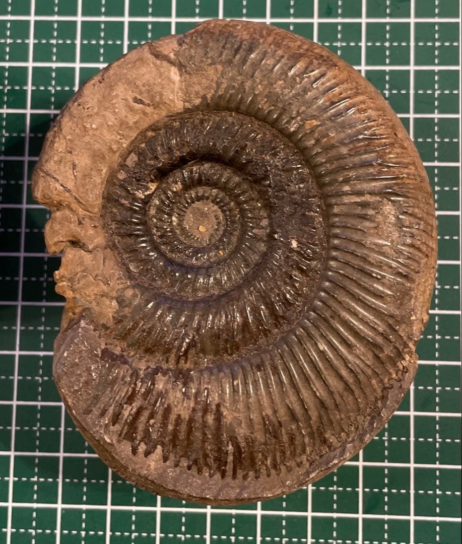 大型アンモナイト 化石　パワーストーン