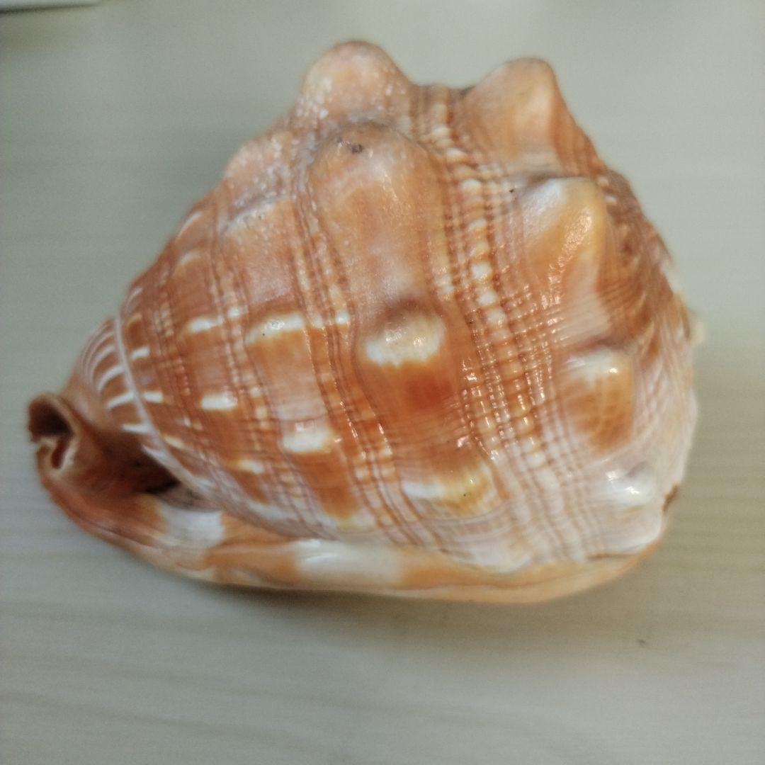 マンボウガイ標本用 タンザニア