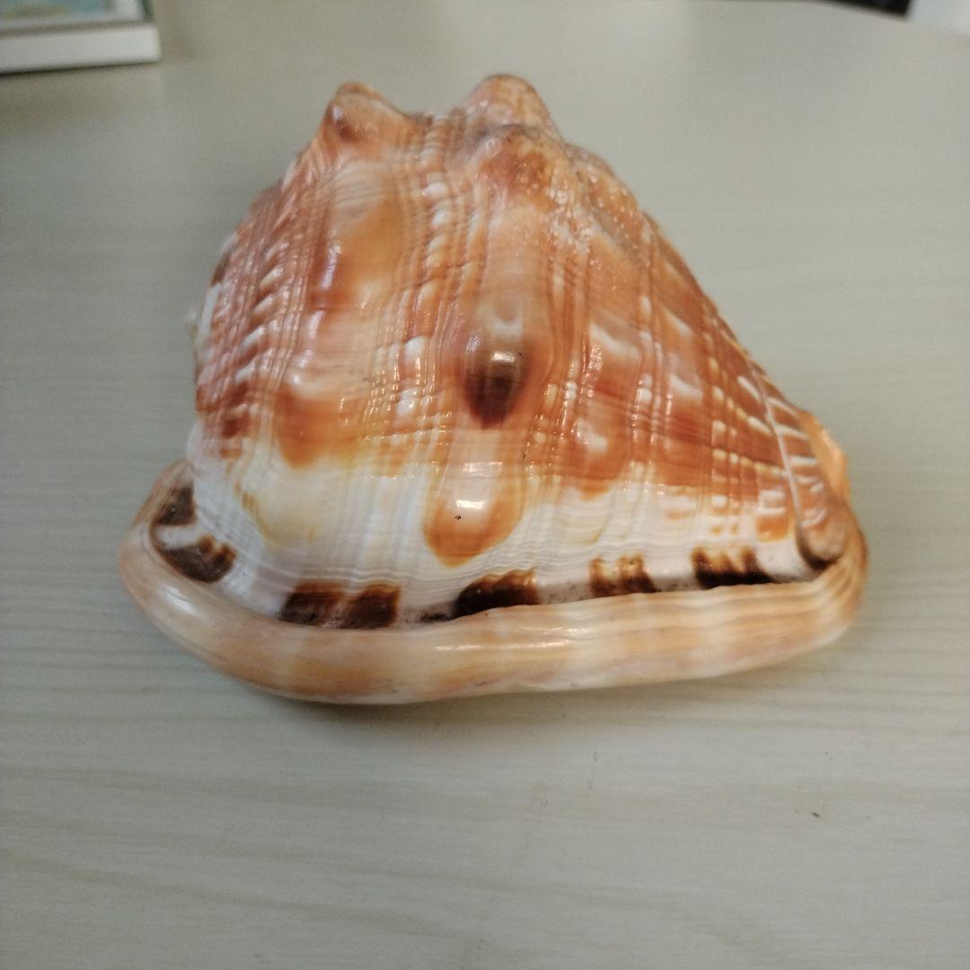 マンボウガイ標本用 タンザニア