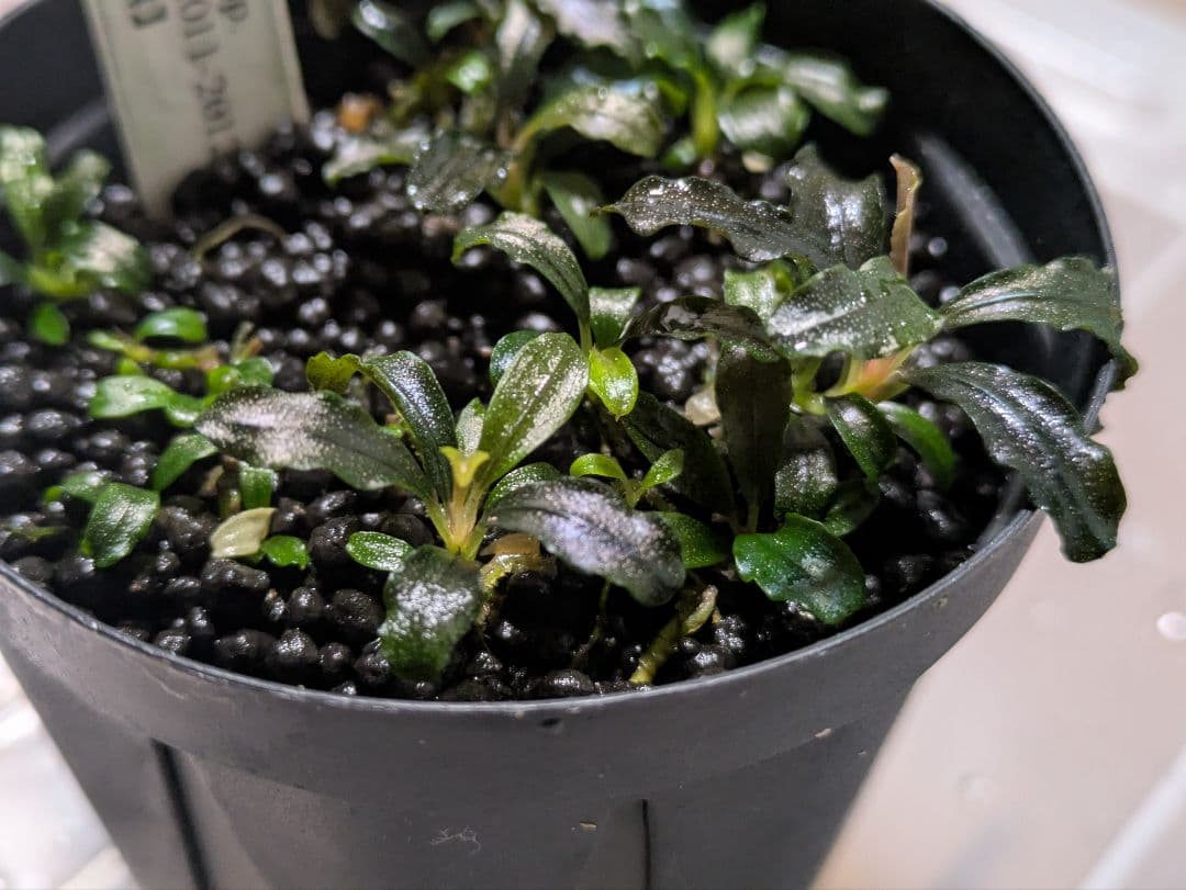 しーん sp. Brownie Ghost2011-2012