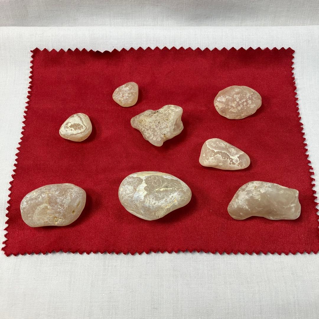 ネパール産のアンモナイト