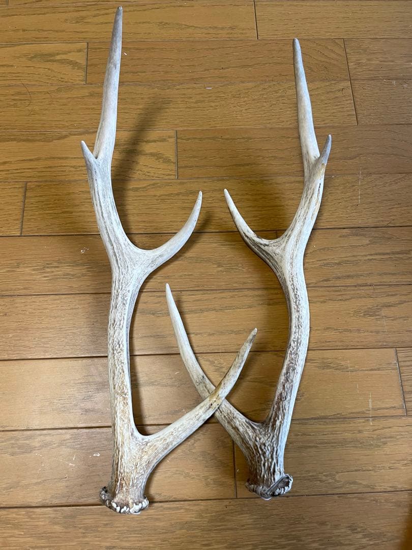 鹿　鹿の角　骨格標本　インテリア（C）