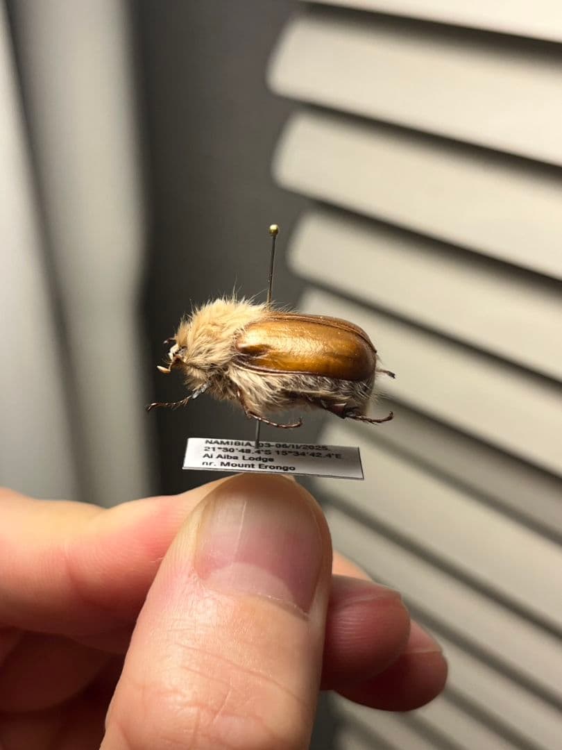 【21mm】ライオンコガネコガネムシハナムグリコブハムシプラチナコガネフンチュウ