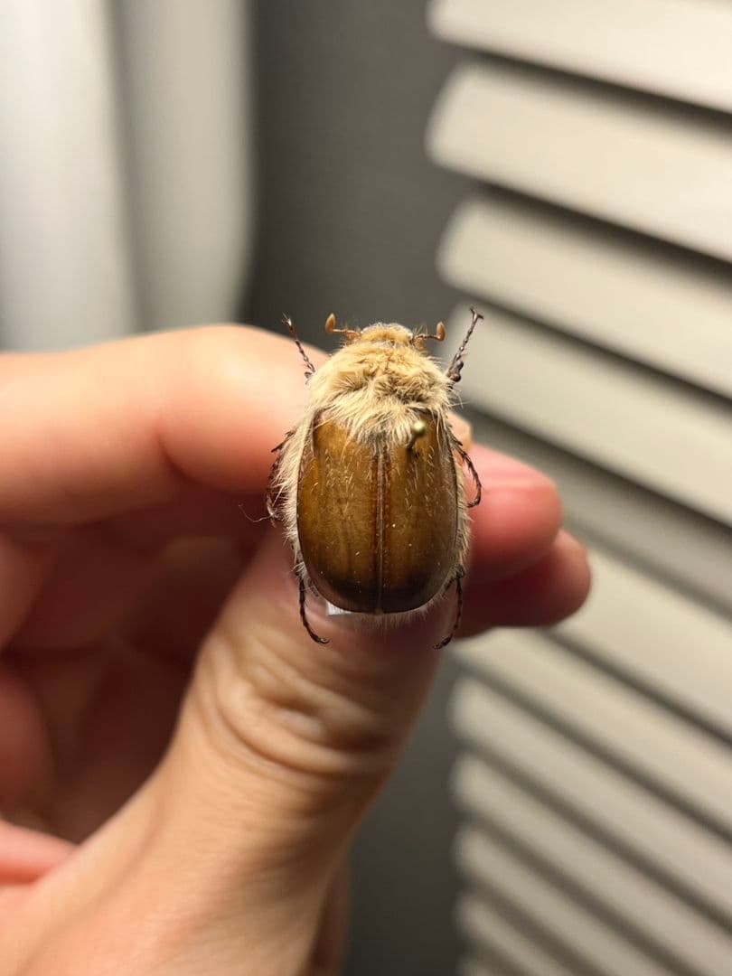 【21mm】ライオンコガネコガネムシハナムグリコブハムシプラチナコガネフンチュウ