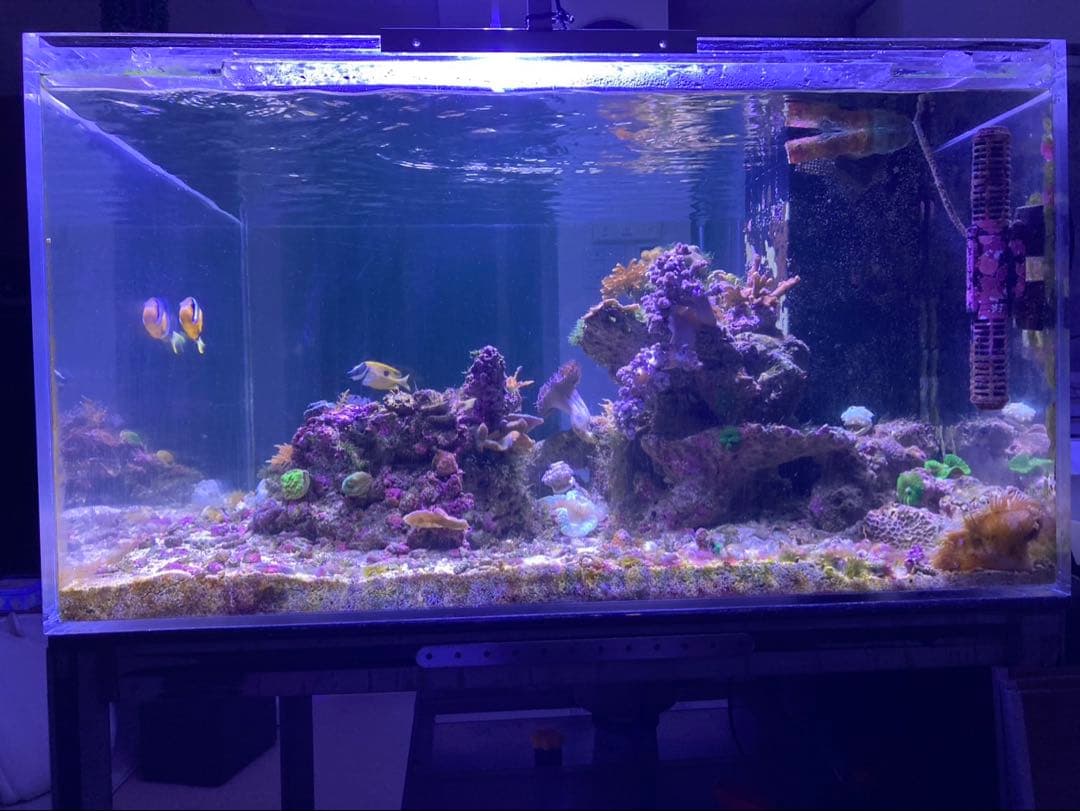 アクリル 大型 水槽 水槽セット 900×900×500 海水魚 珊瑚 飼育