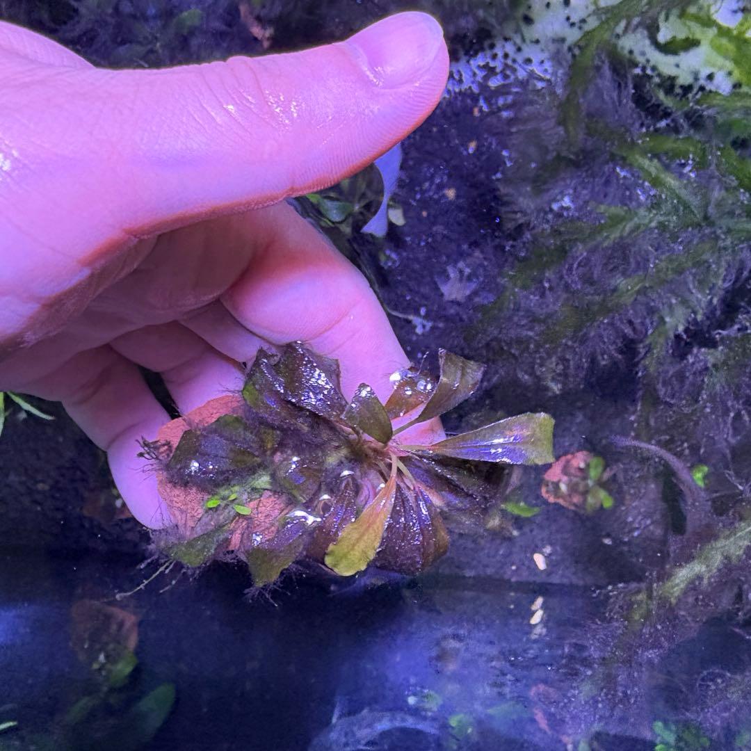 ブセファランドブラウニーゴースト２０１１-２０１２　ナカモト等 9株まとめ売り