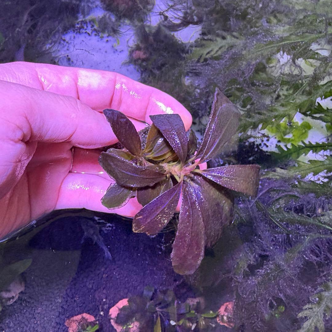 ブセファランドブラウニーゴースト２０１１-２０１２　ナカモト等 9株まとめ売り