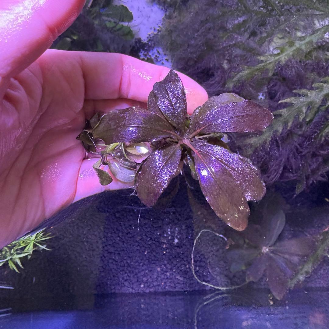 ブセファランドブラウニーゴースト２０１１-２０１２　ナカモト等 9株まとめ売り