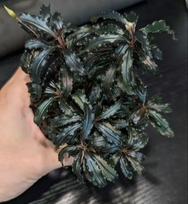 水草 Bucephalandra sp.\