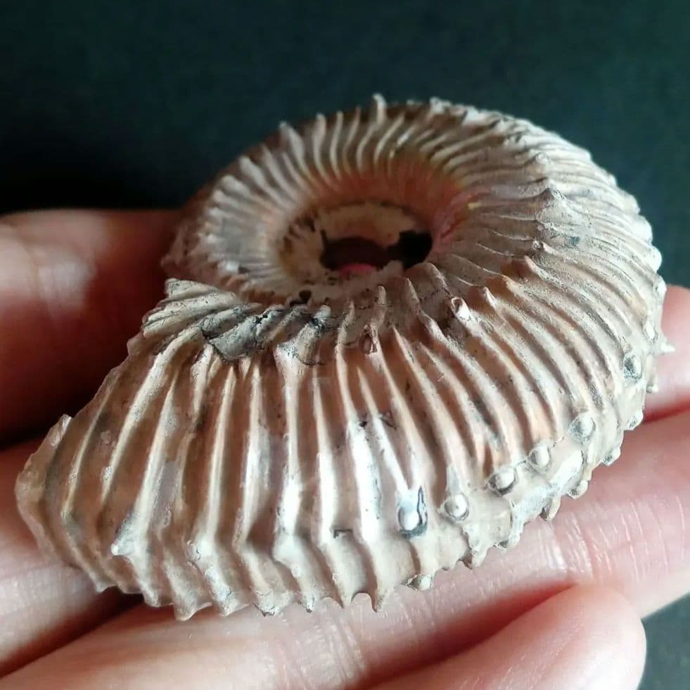 化石　パイライト　アンモナイト　棘々沢山　装飾豪華　殻付き標本　ロシア産