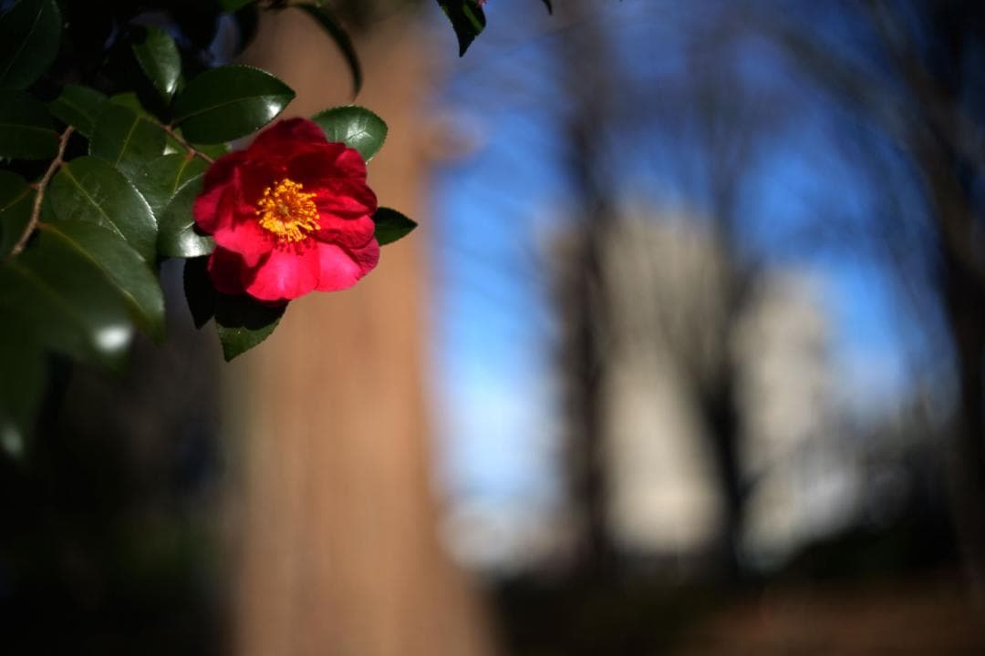 Leitz Summitar 5cm f2 L39マウント L/Mリング付