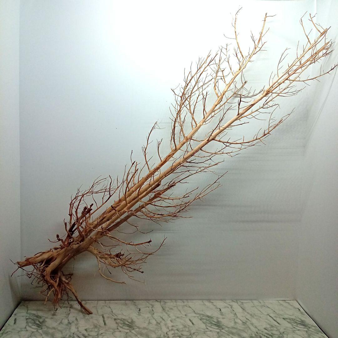 アク抜き済み流木【322】最終価格