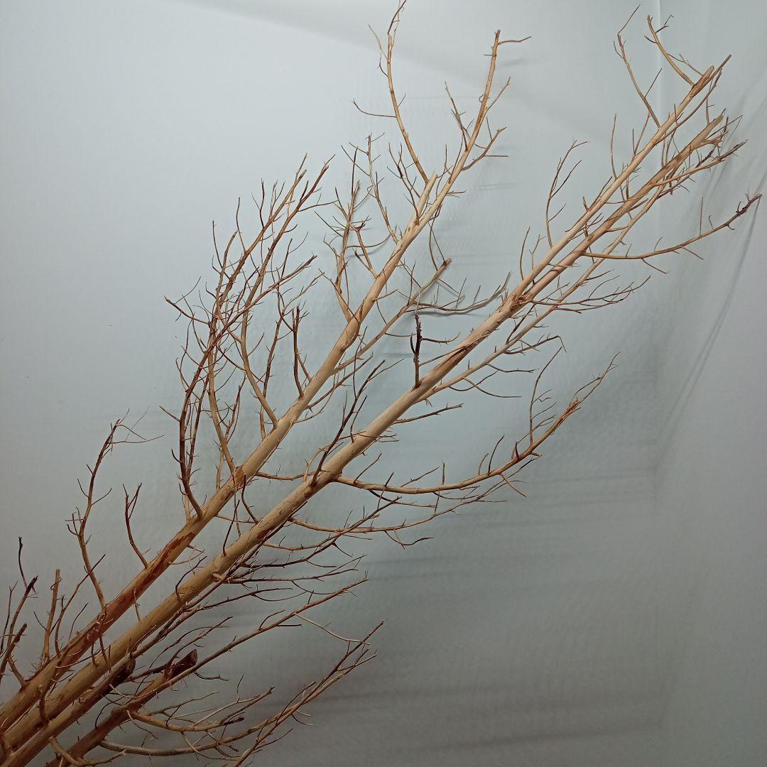 アク抜き済み流木【322】最終価格