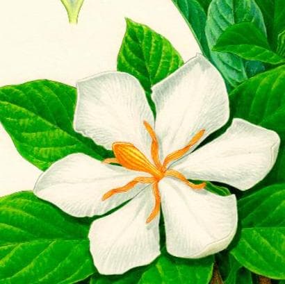 【絵画】ボタニカルアート「クチナシ」　原画