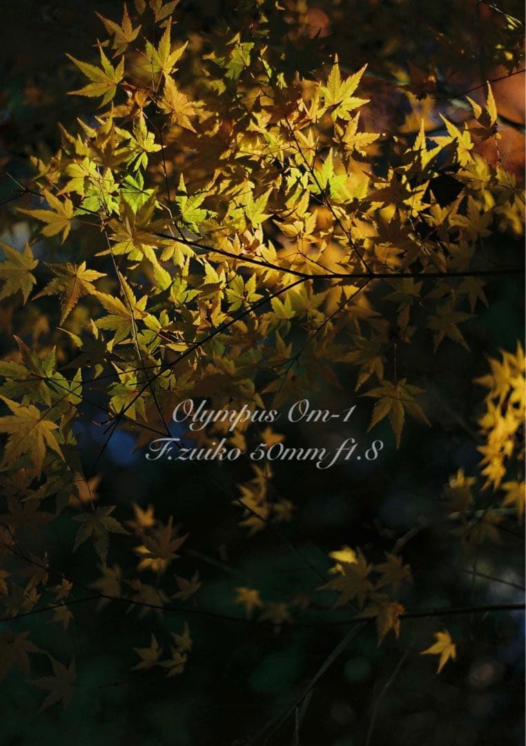 ★入門に★OLYMPUS OM-1/レンズセット★完動品＊美品＊初期保証