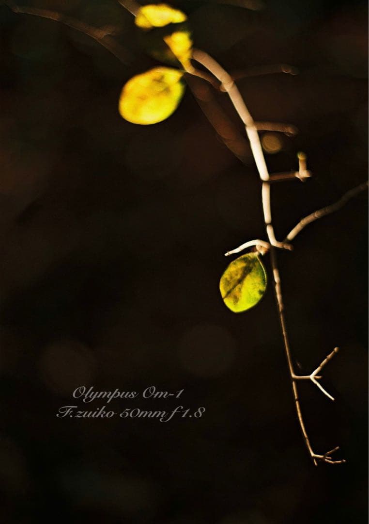 ★入門に★OLYMPUS OM-1/レンズセット★完動品＊美品＊初期保証