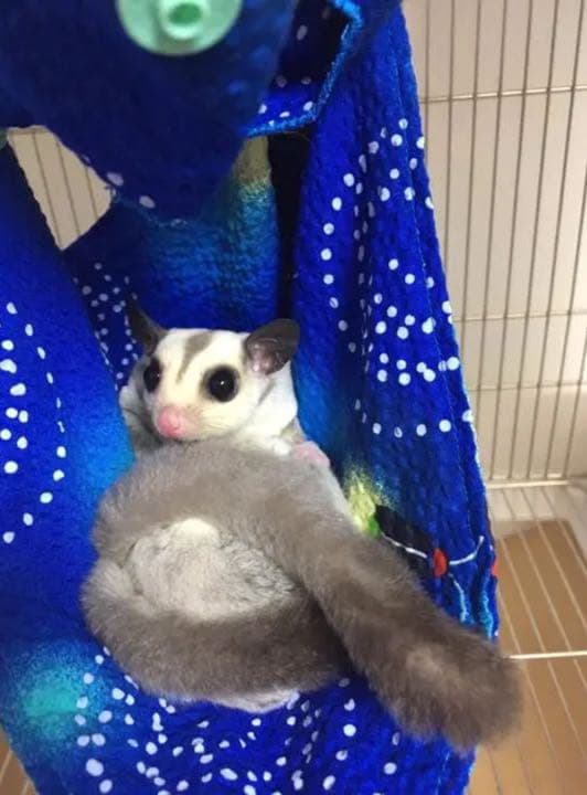 モモンガハウス(うさぎ・和柄)  夏(春・秋)仕様   1900円