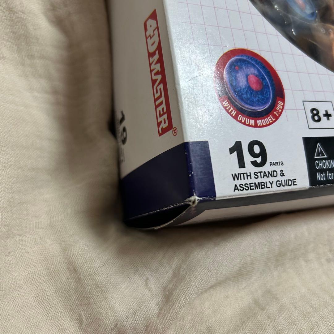 4D HUMAN ANATOMY 人体模型/成人/婦人科/泌尿器科　新品