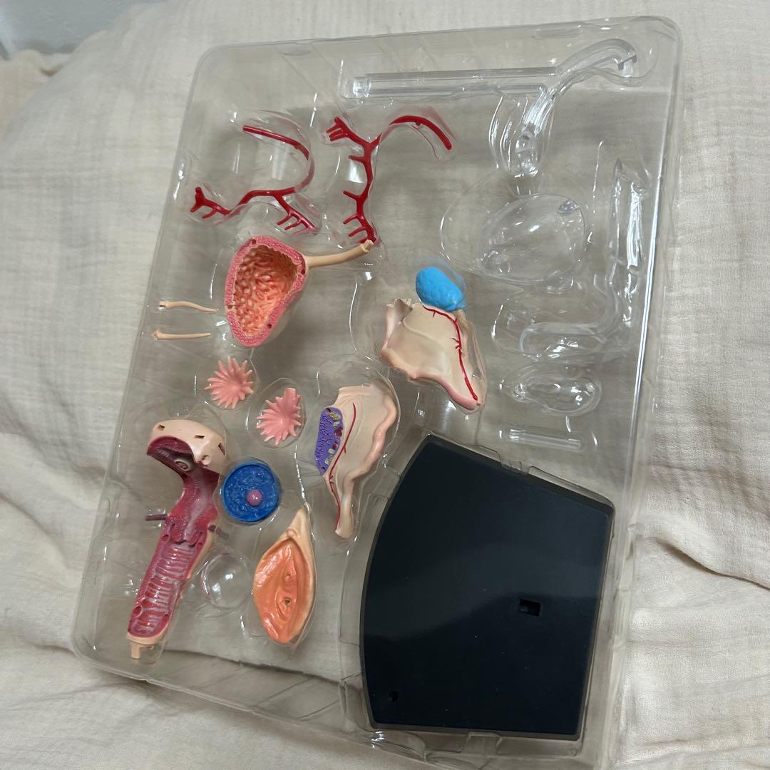 4D HUMAN ANATOMY 人体模型/成人/婦人科/泌尿器科　新品