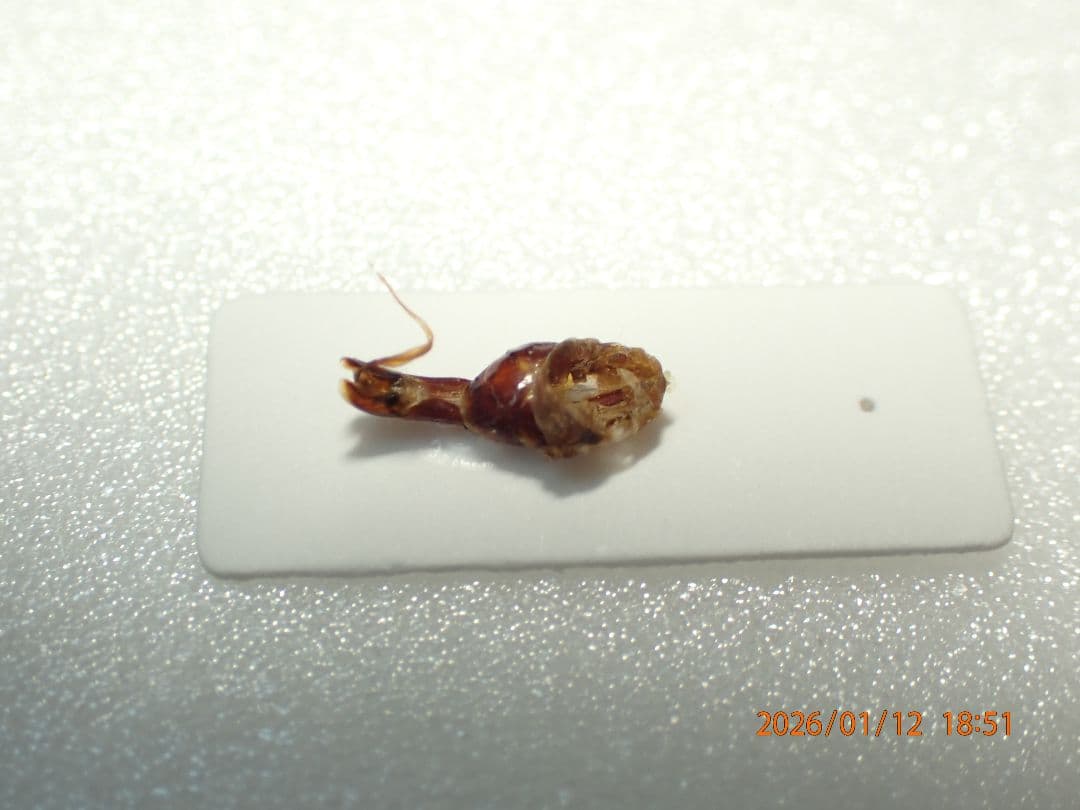 特大!!　54.1㎜　ヒメオオクワガタ