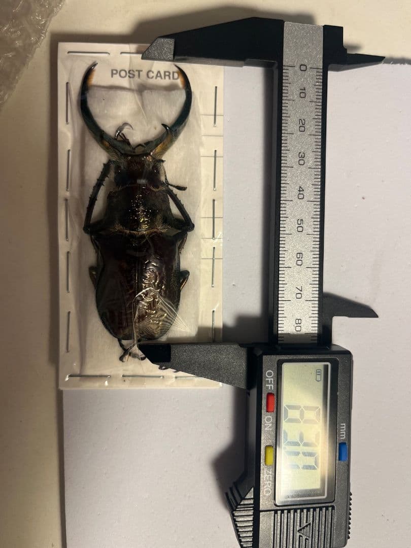 【未展足83mm】ギガンテウスシワバネクワガタ 昆虫標本 ニジイロクワガタ