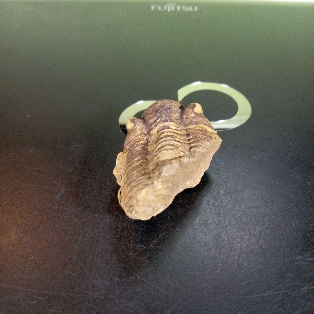 三葉虫　化石　fossil　ボリビア産　trilobite　ノジュール判別③