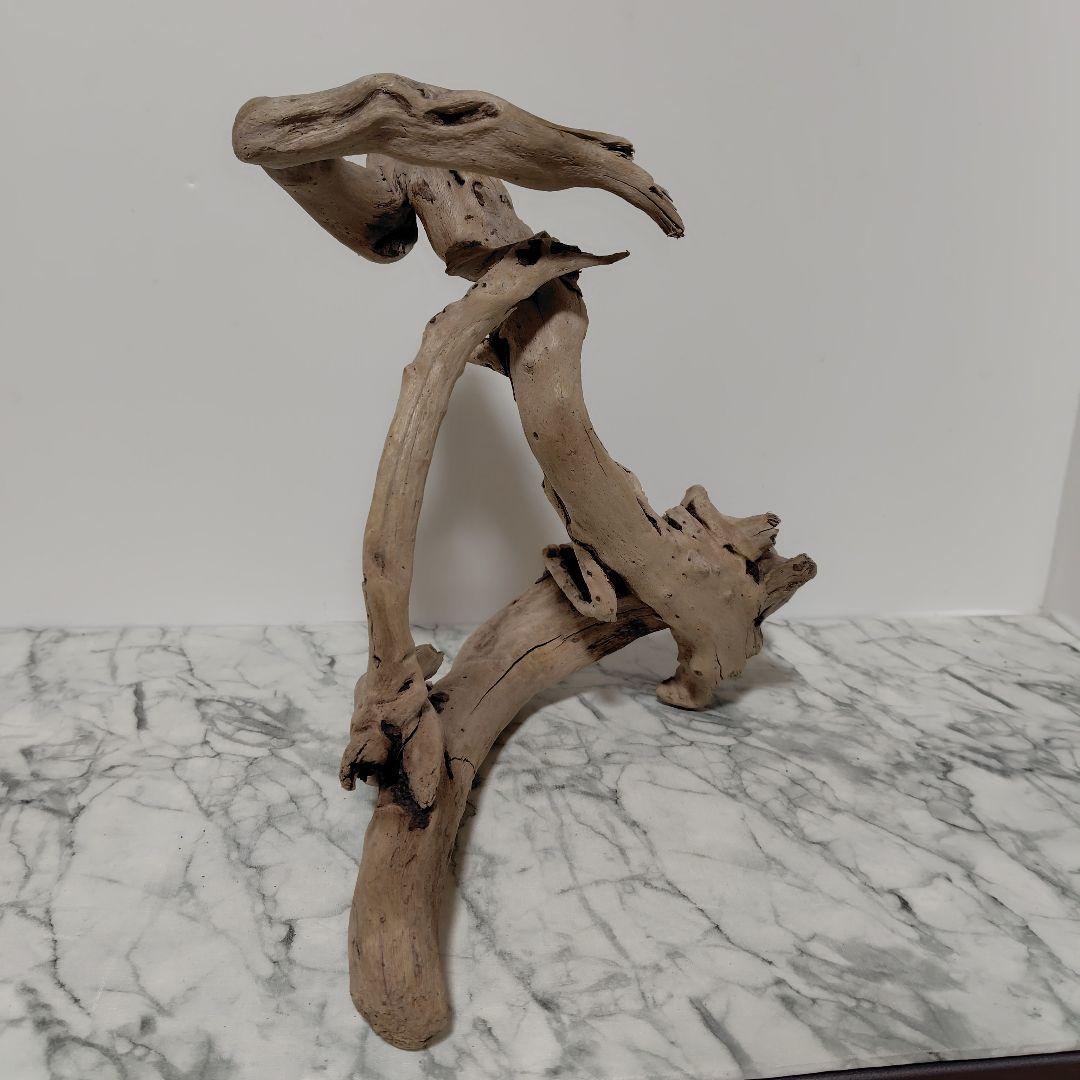 アク抜き済み流木【847】セール