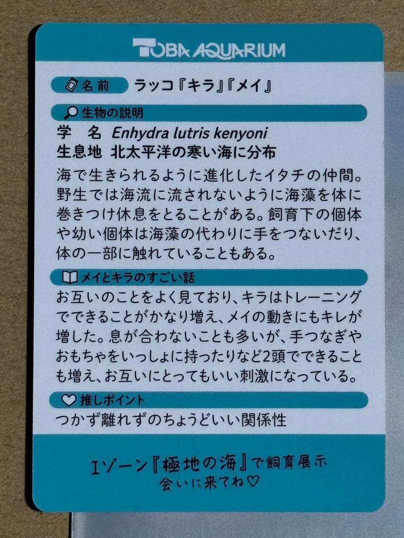 激レア！！★鳥羽水★70周年★キラとメイ★メイキラ★メイちゃん　キラちゃん