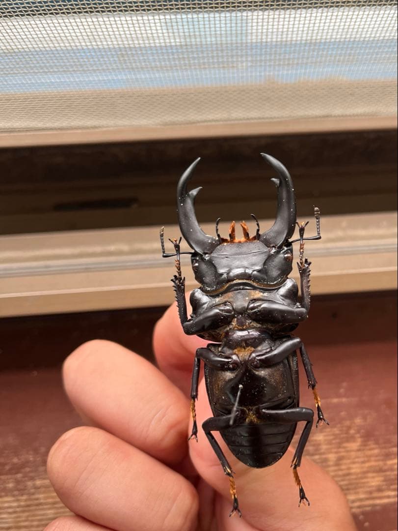 福島県産 野外品オオクワガタ