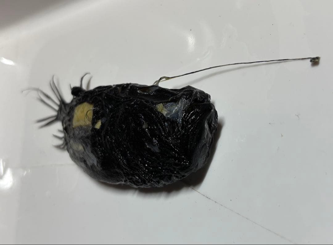 ミツクリエナガチョウチンアンコウ液浸標本