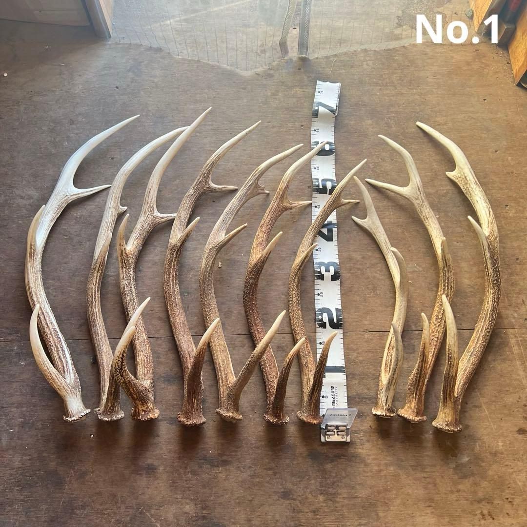 鹿の角　蝦夷鹿　10本セット　No.1