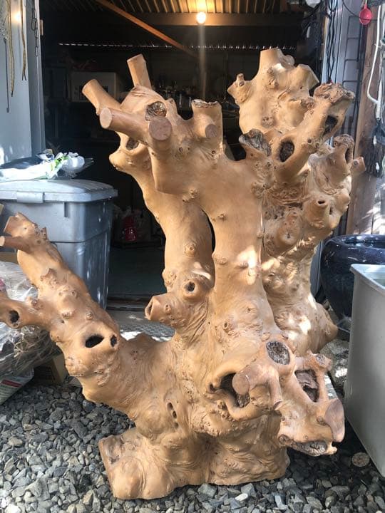 大木の幹　鑑賞用　インテリア　アンティーク　流木　置物　天然木