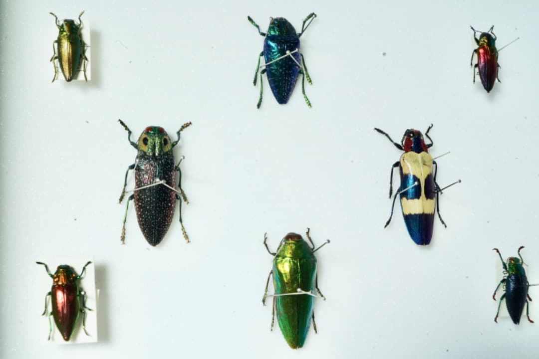 昆虫標本セット　ジュエル・ビートル（タマムシ）