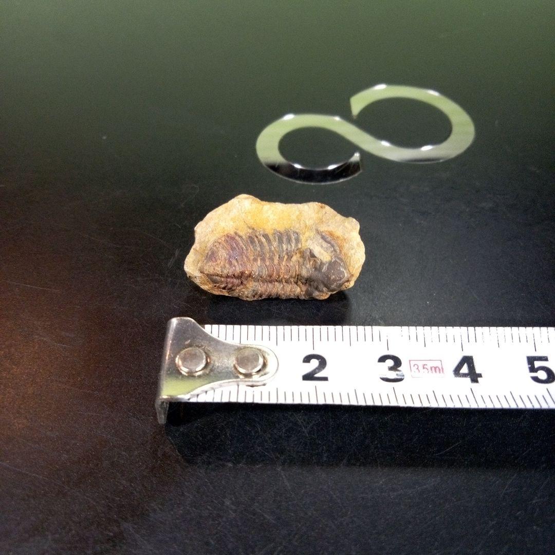 三葉虫　化石　fossil　海　ボリビア産　trilobite　海生動物判別②