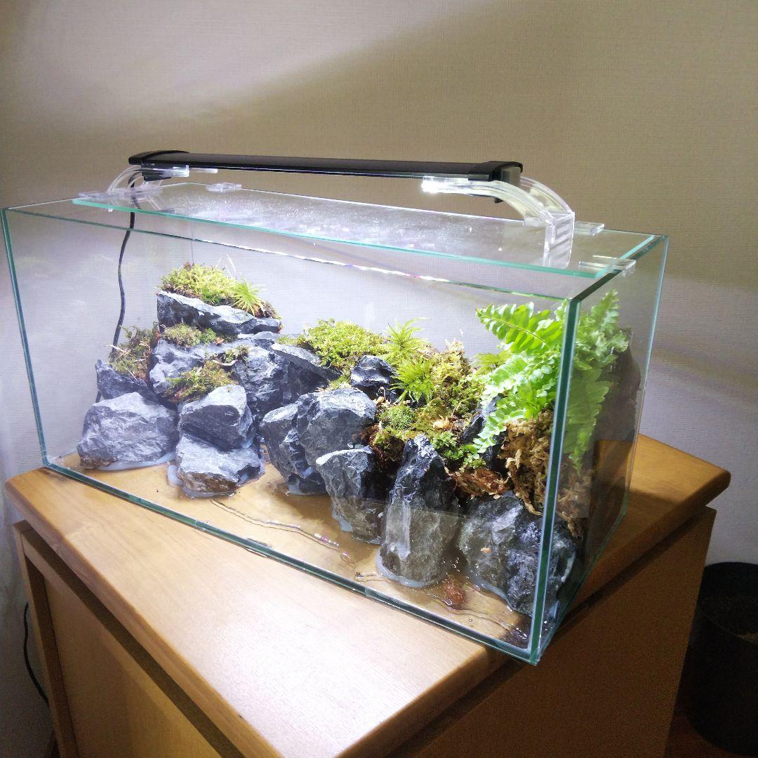 【完成品】アクアテラリウム　カニリウム　イモリウム　苔　水槽　苔テラリウム