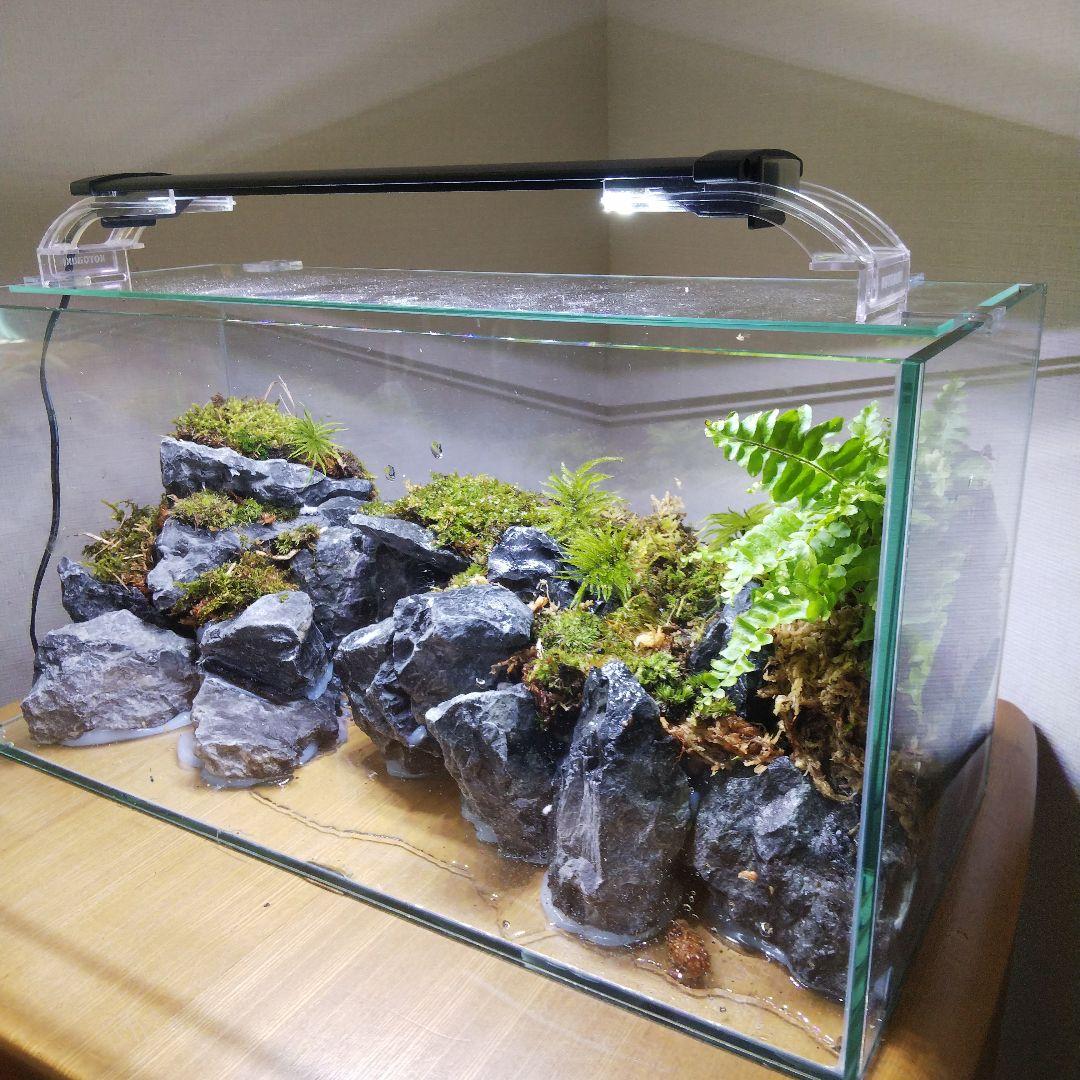 【完成品】アクアテラリウム　カニリウム　イモリウム　苔　水槽　苔テラリウム